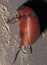 Asiatic Garden Beetle